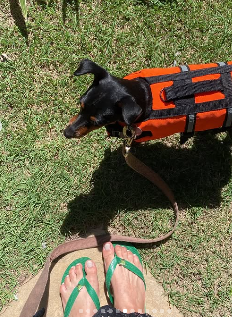 Pepsi, a small black-and-tan dog, standing on the grass
