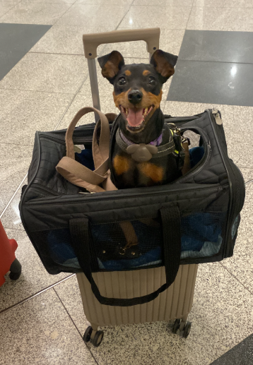 Pepsi sitting in her travel carrier on a rolling suitcase at the airport